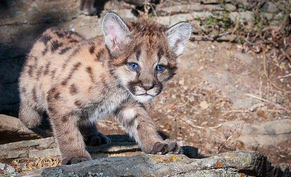 Mountain Lion, CA