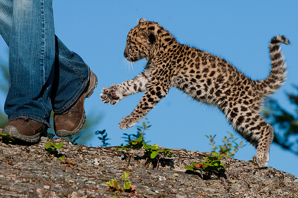Amur Leopard