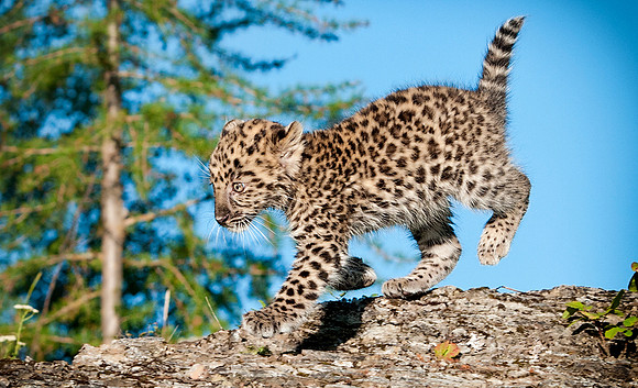 Amur Leopard, CA  Triple D Game Farm
