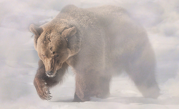 Grizzly, CA
