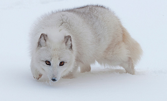 Arctic Fox, CA