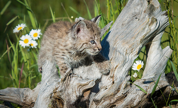Bobcat, CA