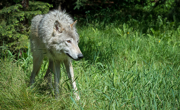 Wolf, CA