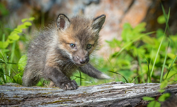 Red Fox Kit, CA