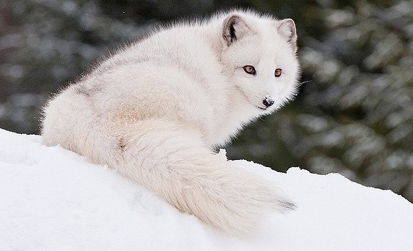 Arctic Fox, CA