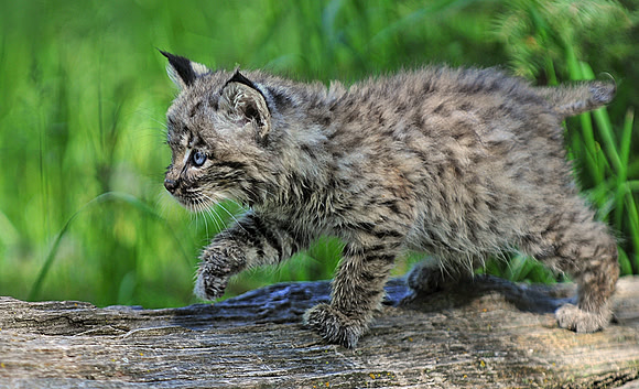 Bobcat Kitten, CA