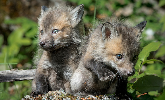 Red Fox, CA