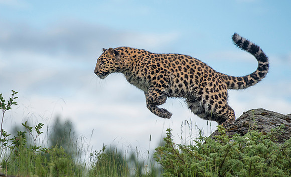 Amur Leopard, CA  Triple D Game Farm