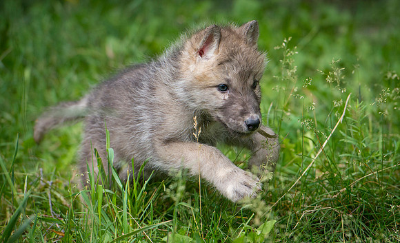 Wolf, CA