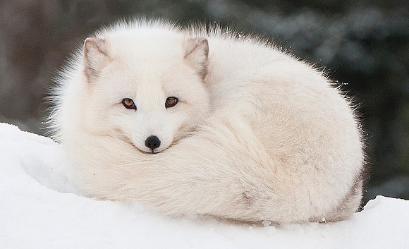 Arctic Fox, CA