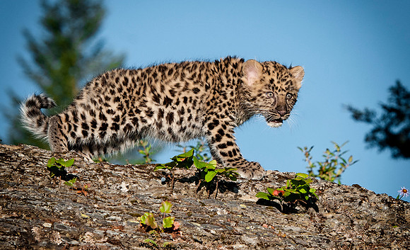 Amur Leopard, CA  Triple D Game Farm