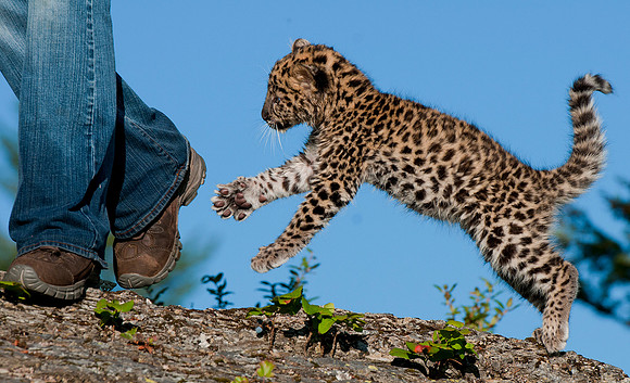 Amur Leopard, CA  Triple D Game Farm