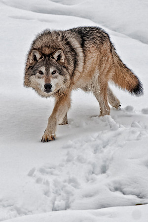 Wolf, CA