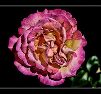 Peace Rose