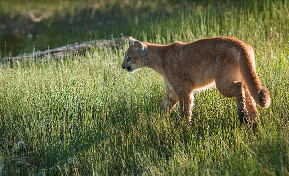 Mountain Lion, CA