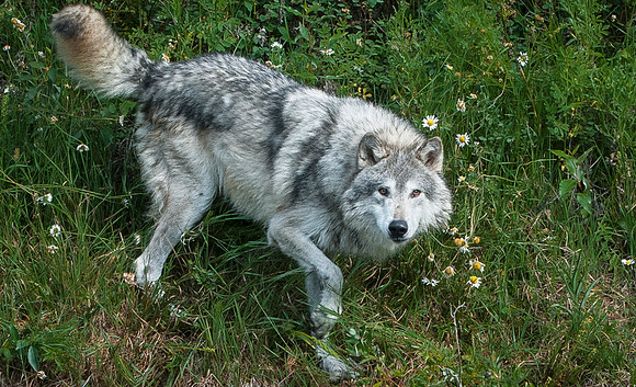 Wolf, CA