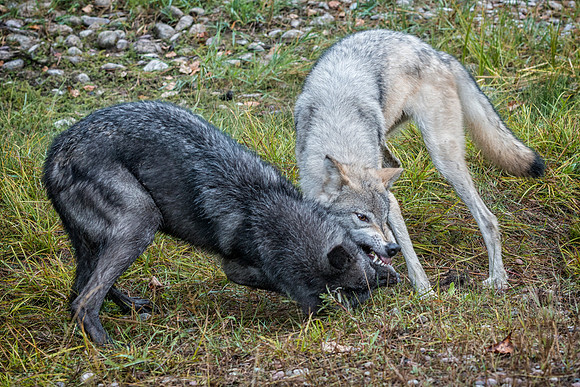 Wolf, CA