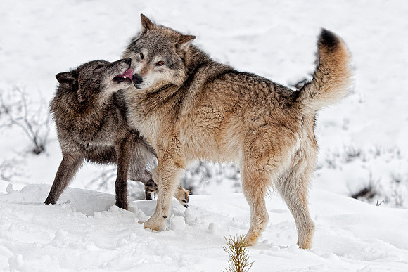 Wolf, CA