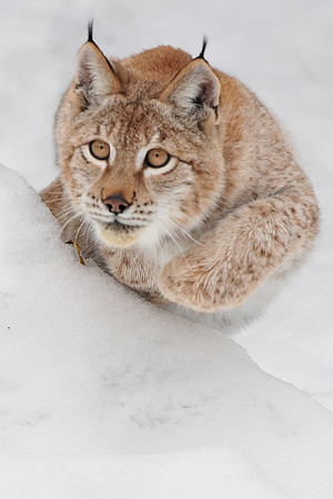 Lynx, CA