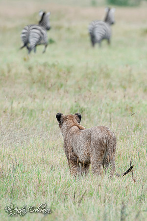 Young lion, failed attempt at hunting Zebra.