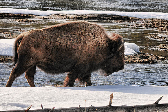 Yellowstone Bison next to the Madison River