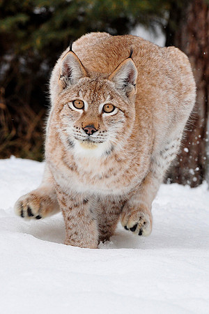 Lynx, CA