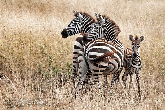 Family of Zebra in the Serengeti, Tanzania