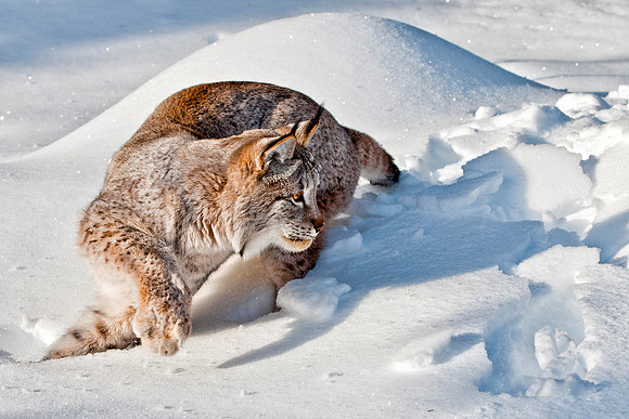 Lynx, CA