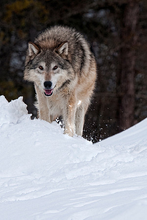 Wolf, CA