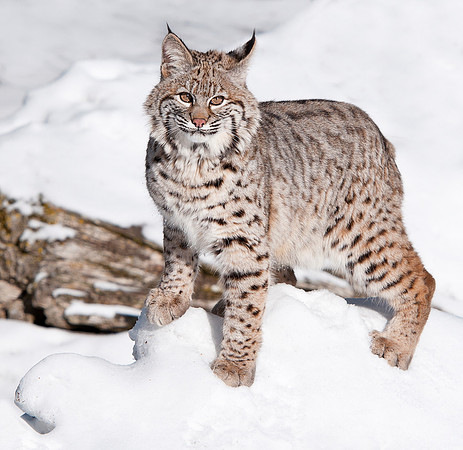 Bobcat, CA