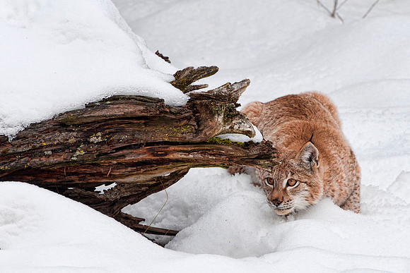Lynx, CA