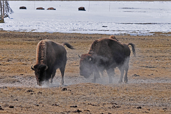 Bison, Yellowstone National Park Winter 2010