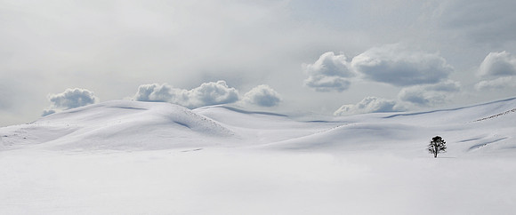 A lone tree in a vast expanse of snow in Yellowstone National Park.Epson International Pano Amateur Nature Photo of the Year 2012