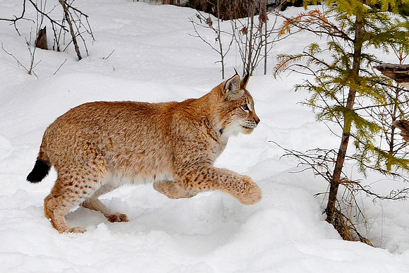 Lynx, CA