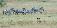 Lioness attempting to hunt Zebra in Ngorongoro Crater, Tanzania