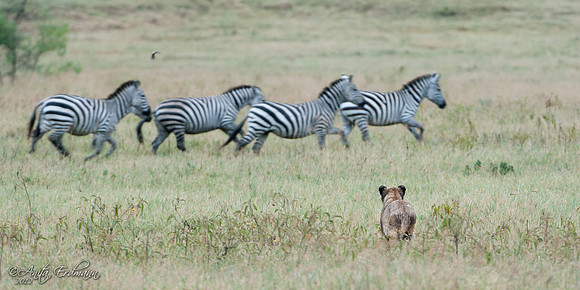 Lioness attempting to hunt Zebra in Ngorongoro Crater, Tanzania