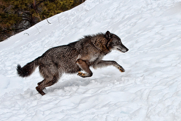 Wolf, CA