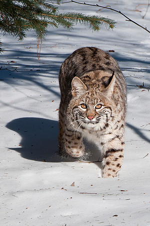 Bobcat, CA