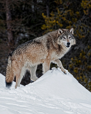 Wolf, CA