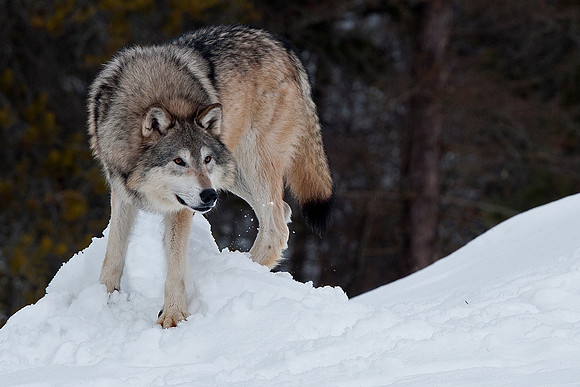 Wolf, CA