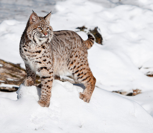 Bobcat, CA