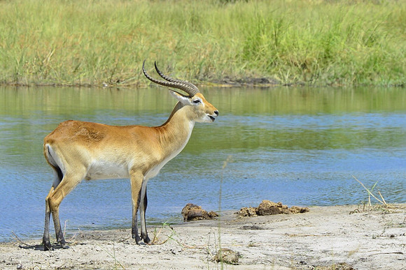 Red Lechwe