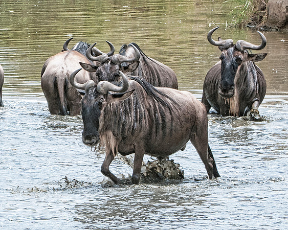 Wildebeest at the watering hole