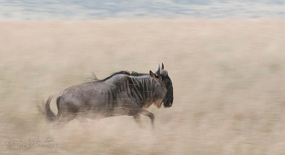 Wildebeest running at high speed through the tall grasses of the Serengeti.  My impression of the Wildebeest is that they find joy in running... they are constantly on the move.