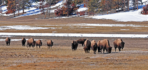 Bison grazing in Yellowstone National Park, Winter 2010