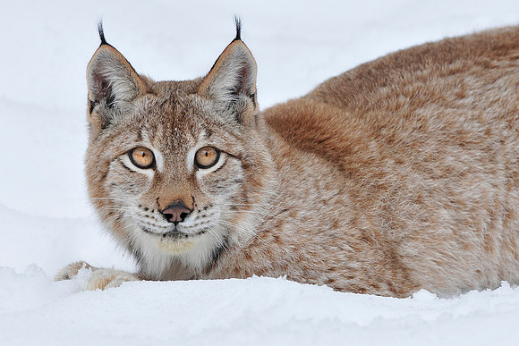 Lynx, CA
