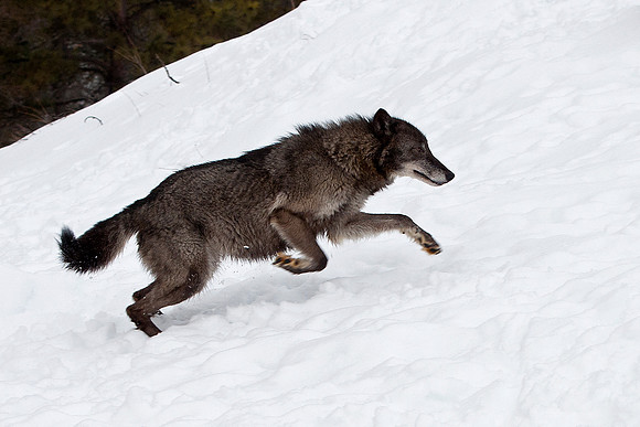 Wolf, CA