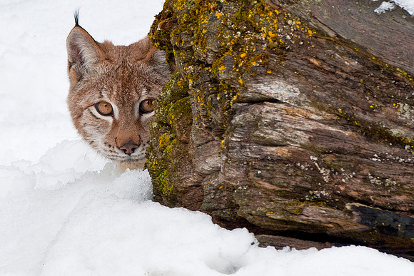 Lynx, CA