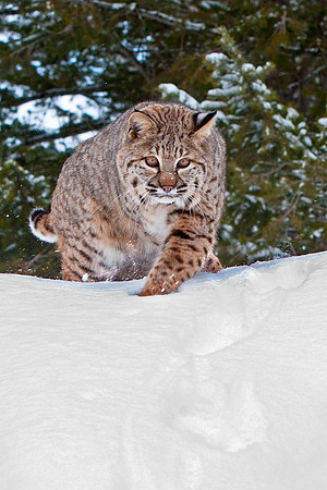 Bobcat, CA