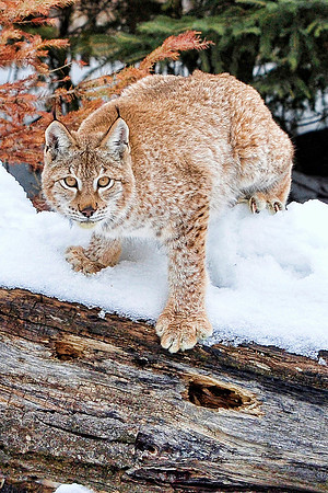 Lynx, CA